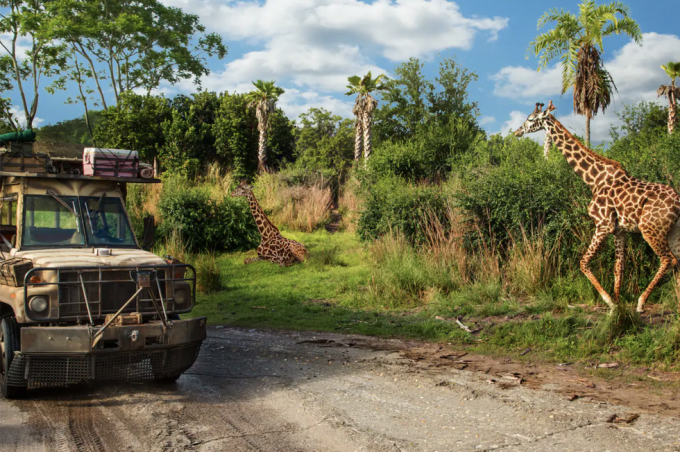 en lastebil kjører ved siden av sjiraffer under kilimanjaro-safarituren i Disneys dyrerike fornøyelsespark